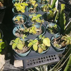 ALL TRAY 15 OREGANO PLANTS $7.