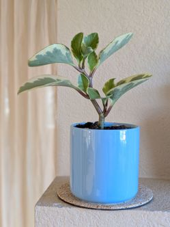 Healthy Beautiful Indoor Plant ( peperomia)