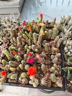 Cacti 🌵🌵 for sale