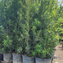 Spectacular Podocarpus Plants For Inmediate Privacy!!! About 6 Feet Tall!!! Fertilized 