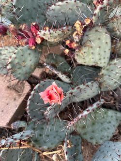 Cactus opuntia macrocentra