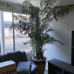 HUGE ARTIFICIAL INDOOR TREES WITH POTS 