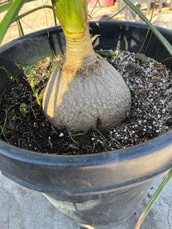 ELEPHANT FOOT in 15 GALON POT