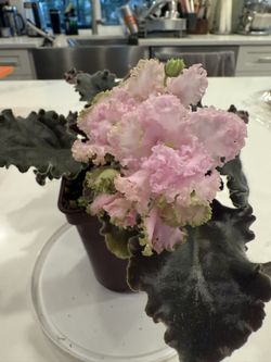 African Violet Blooming Indoor Plant Rare Magnificent In Pot 