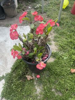 $20 Corona De Cristo/ Crown Of Thorns Plant Blooming