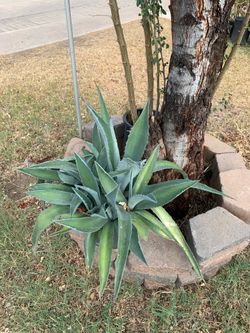 Really Nice Wonderful Agave Plants Garden