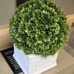 Decorational Plants