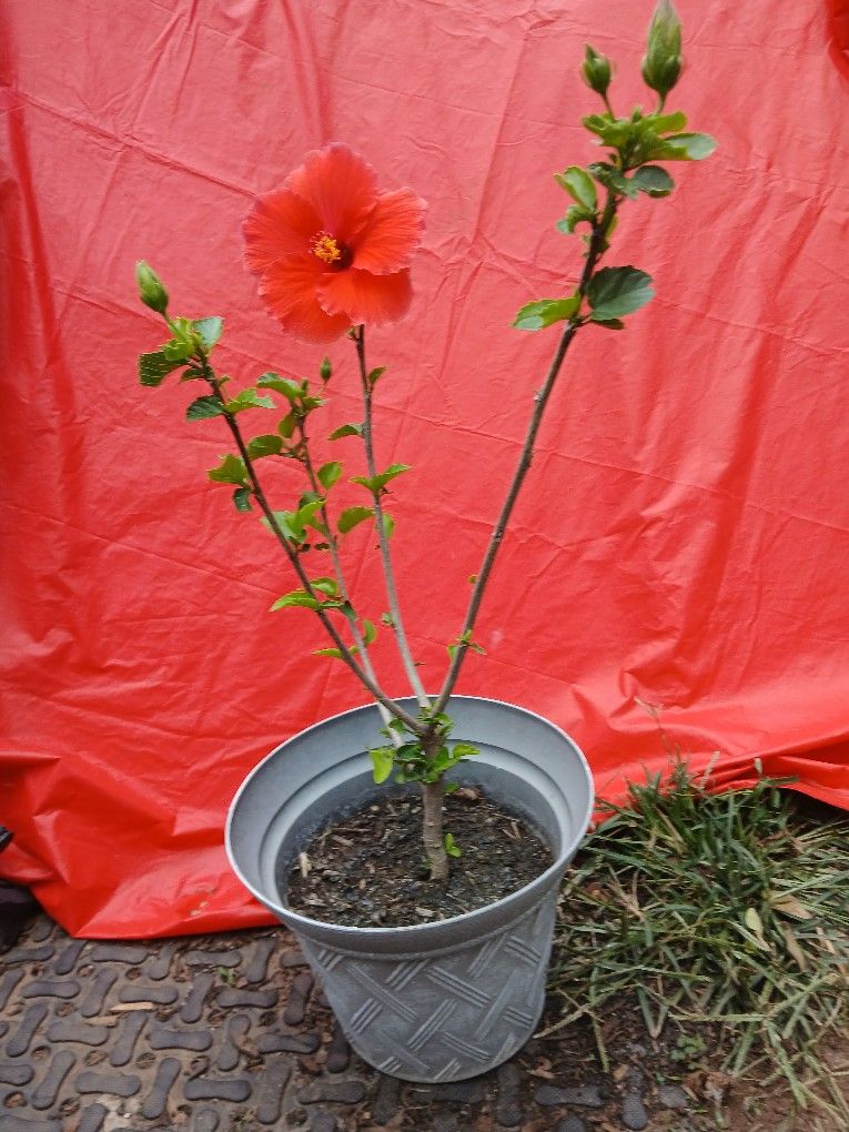 Red HIibiscus
