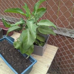 Mother Of A Thousand 