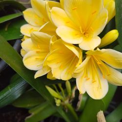 Clivias yellow plant bluming