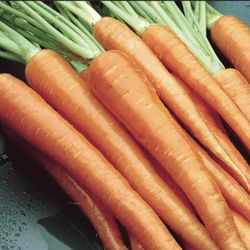NON-GMO Heirloom Seeds Carrot “Danvers” 600-700 seeds Organic