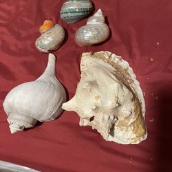 Big Sea Shells  