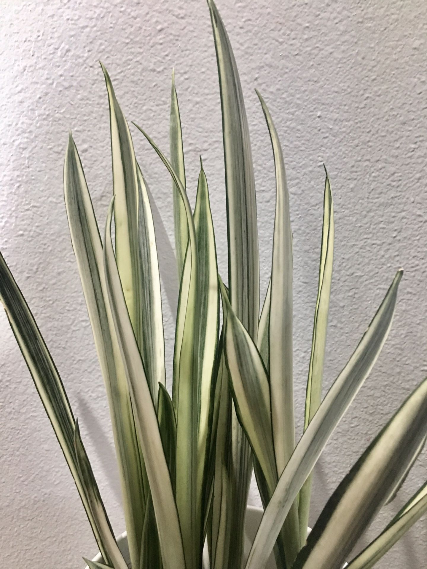 Snake plant sansevieria (rare)