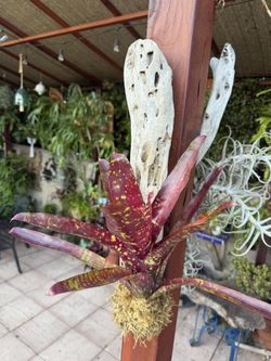 Sun Acclimated Mounted Bright Red Bromeliads