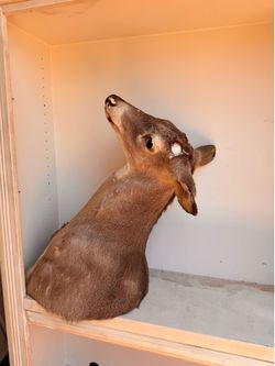 Free deer mount (address is on the post description)