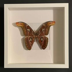 Framed Atlas Moth Shadow Box
