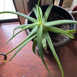 Aloe Plant 
