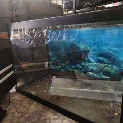 20 Gallon Fish Tank