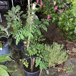 Plants