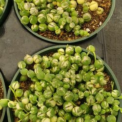 Succulents String Of Pearls Variegated 