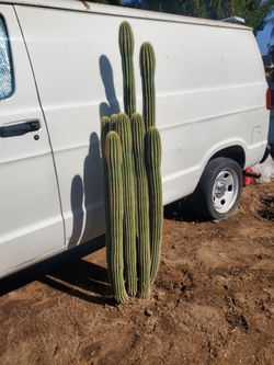 Tall cactus