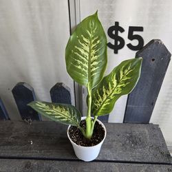 Dieffenbachia