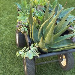 Wagon Full Of Succulents 🪴🌵🪴Agaves,Aeonium And Aloe 