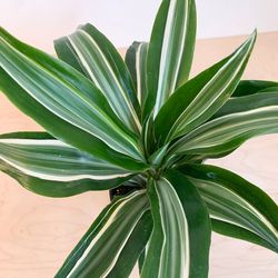 Dracaena 'Fragrans Warneckii' variegated plant/ Indoor Plant/ House Plant Flower Patio Garden