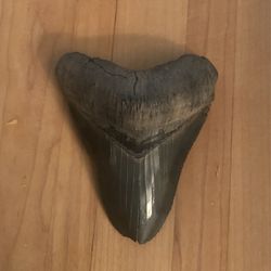 Megaladon Tooth 