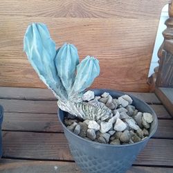 Plants  5 Each 04 3 For 12 