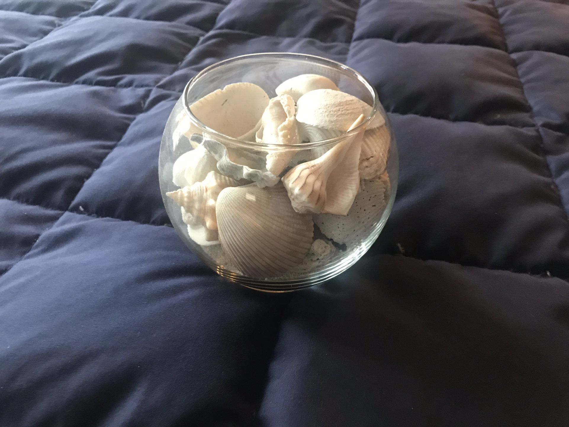 Glass Globe Florida Sea Shells