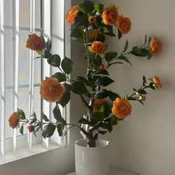 3ft Orange Camellia Tree/Plant