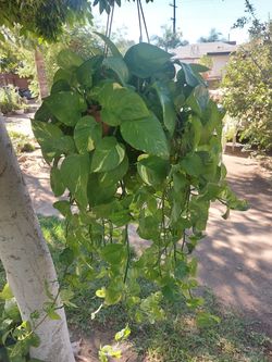 Shade plant