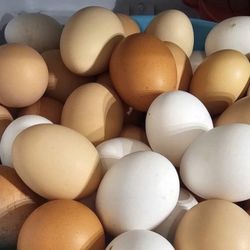 Huevos 🥚 Orgánicos Frscos