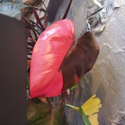 House Plant Philodendron