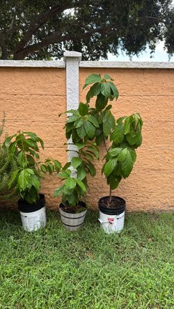 Avocado Trees, Matas De Aguacate i