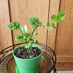 Global Green Potho (Green Pot-D)