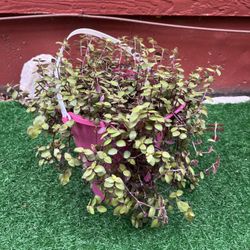 Tradescantia Plant