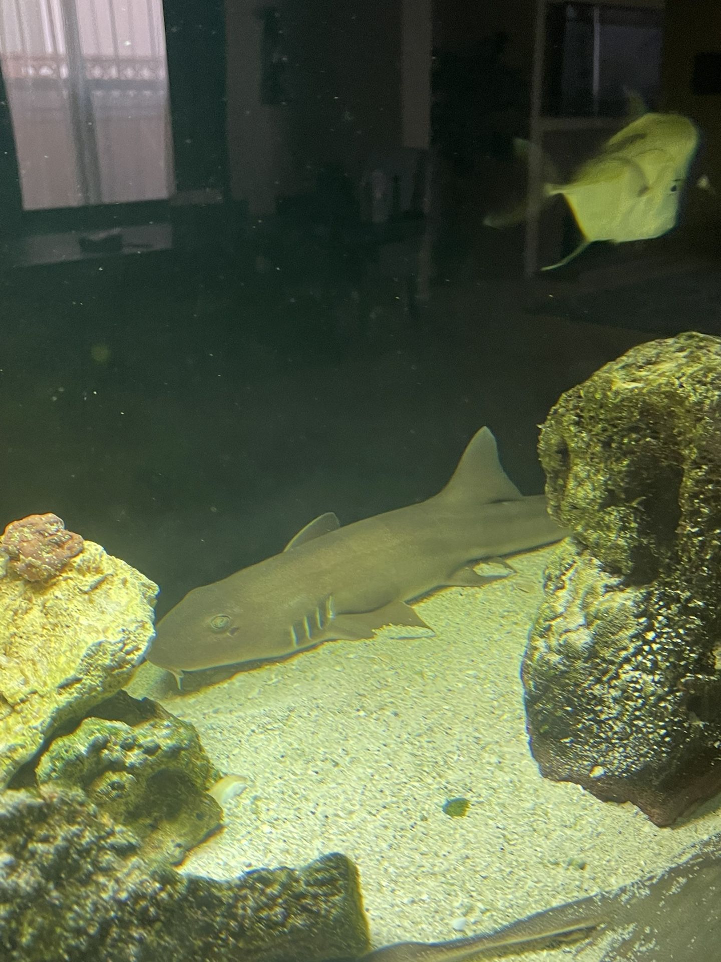 Banded Cat Shark For Sale