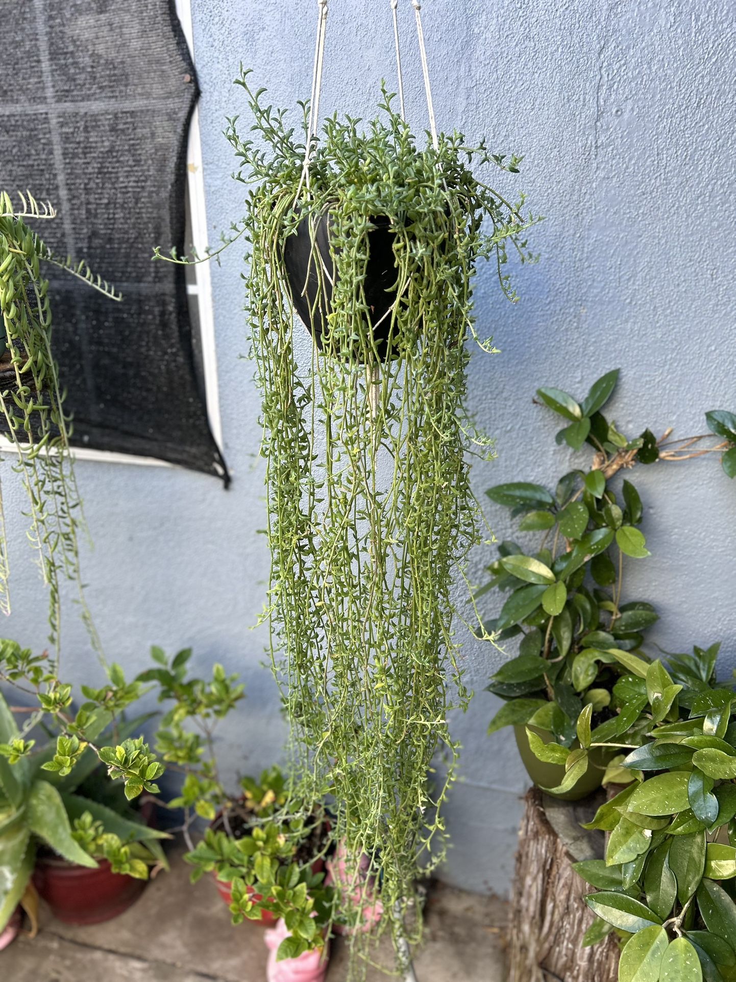 Succulents Con Colgadera De Macrame