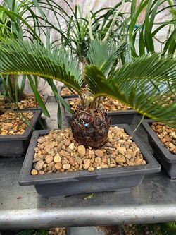 King sago & ponytail palms in 7”Bonsai pot. SPECIAL PRICE 🤩