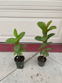 Thai guava fruit plant