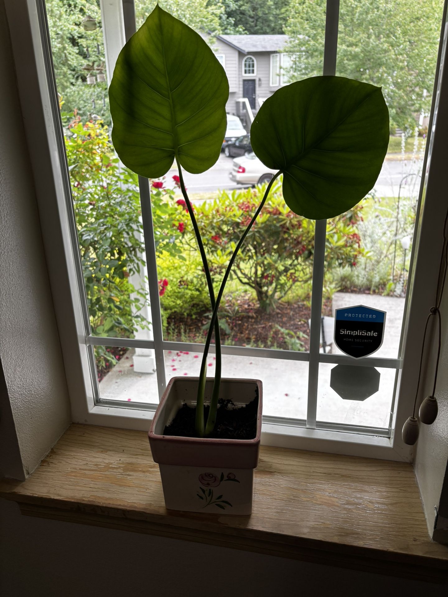Monstera In Ceramic Pot