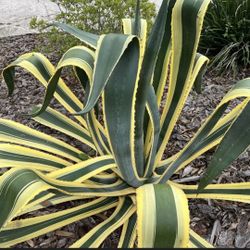 Agave Cactus Plant 15 Gallon Large Healthy Ready To Plant 