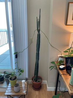 Potted Cacti
