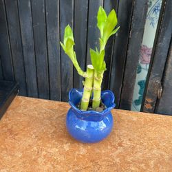 lucky bamboo with a nice blue pot 