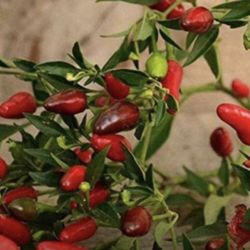 Thai Very Hot Red Pepper Seedling Plants Fully Rooted
