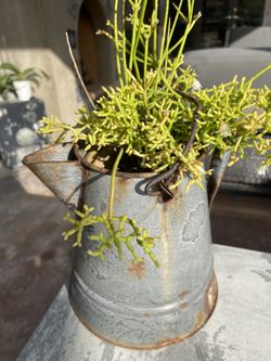 Watering Can  Plant 