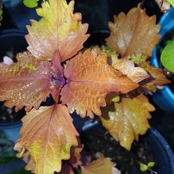 Coleus House plants landscape plants