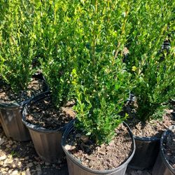 Wintergreen Boxwood 